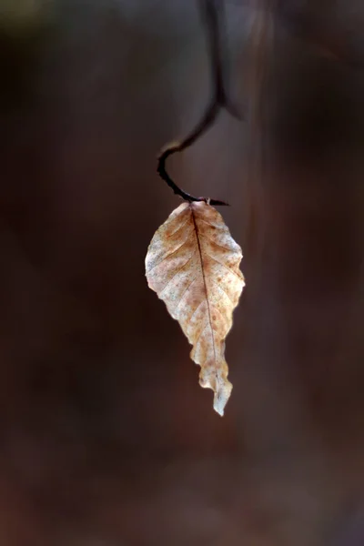 Сухой Зимний Лист Свисающий Стебля Лесу — стоковое фото