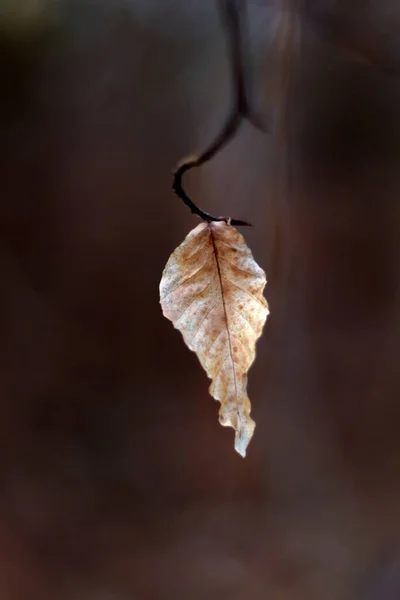 Getrocknetes Winterblatt Hängt Wald Einem Stamm — Stockfoto