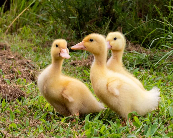 绿草中的三只黄鸭 — 图库照片