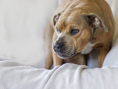 Kızgın kahverengi köpek bir hırıltı ve hırıltıyla uyarıda bulunuyor.