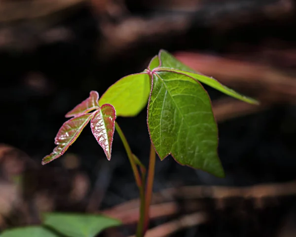 Jeune Plante Lierre Empoisonnée Qui Pousse Dans Forêt — Photo