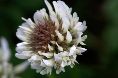 Koyu Arkaplan ile Beyaz Yonca Çiçeği