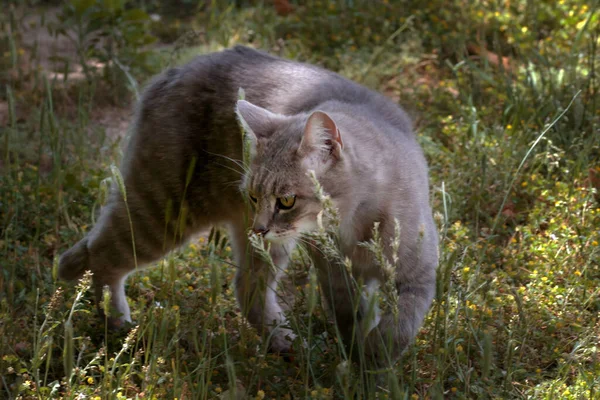 Graue Katze Spielt Unkraut — Stockfoto