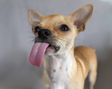 Tan Chihuahua Köpeği dudaklarını yalıyor. Dil dışarı çıkıyor..