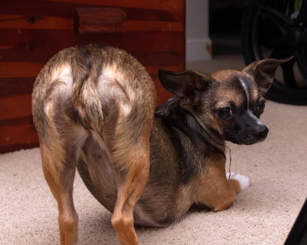 Brown Chihuahua Dog Doing Yoga Pose Downward Dog — Stock fotografie