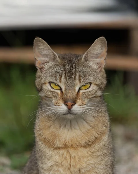 Kočka Zírá Kamery Přísným Pohledem Žlutých Očích — Stock fotografie