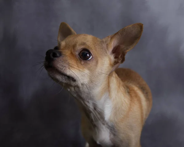 Ağlayan Chihuahua Köpeği Kameranın Dışına Bakıyorum — Stok fotoğraf