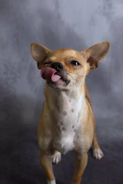 Chihuahua Dog Furando Língua Expressões — Fotografia de Stock