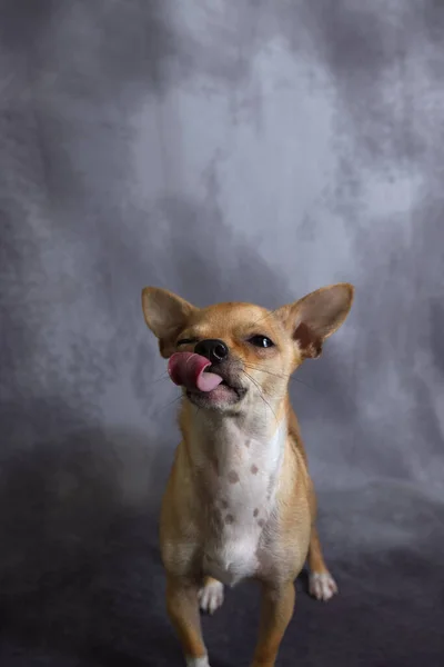 Chihuahua Dog Vystrkuje Jazyk Místem Pro Kopii — Stock fotografie