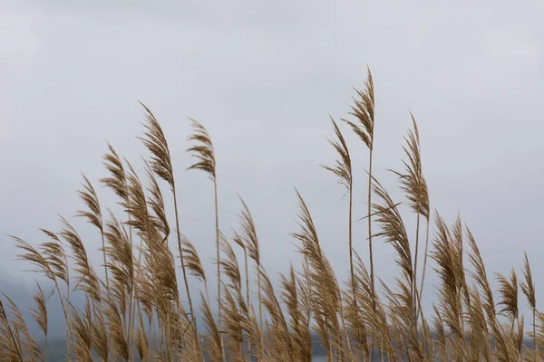 Gri gökyüzünde kahverengi bitkilerin manzarası