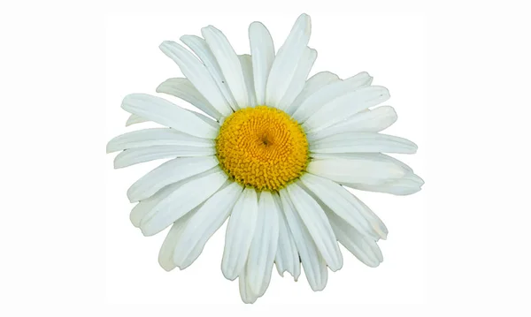 白色背景的白色菊花矢量图解 — 图库矢量图片