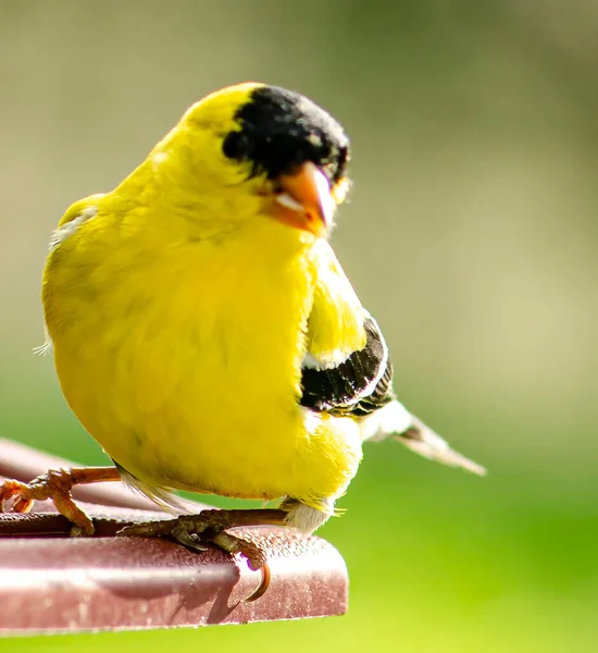 Yeşil Arka Planda Kuş Yemliğinde Sarı Kuş — Stok fotoğraf