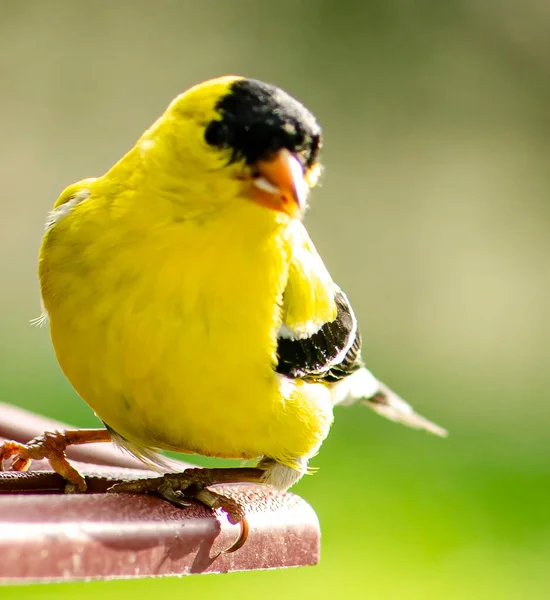 Gul Fågel Fågel Matare Med Grön Bakgrund — Stockfoto