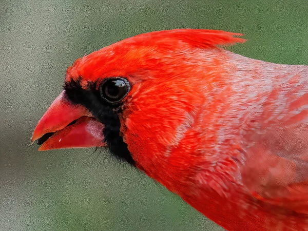 Retrato Cardeal Macho Vermelho Sobre Fundo Verde — Fotografia de Stock