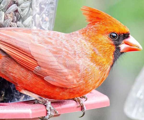 Kardinal Auf Vogelfutterhäuschen Mit Samenvorführung — Stockfoto