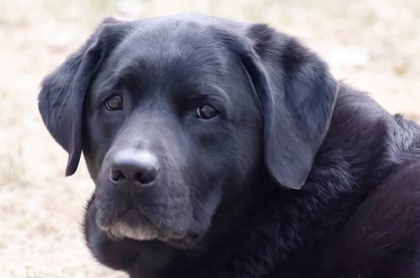 Close Portrait Black Labrador Retriever — Stock Photo, Image