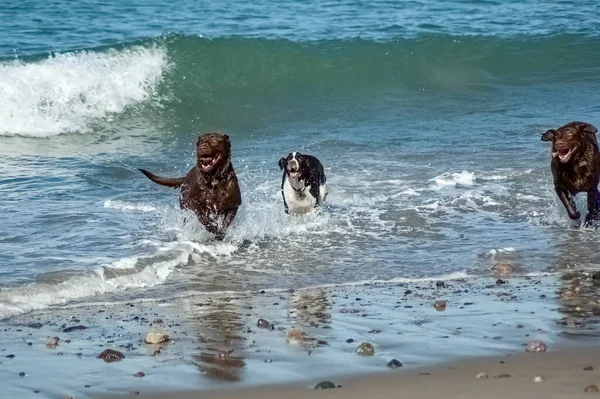 Hundar Som Leker Vågorna Vid Rexham Beach Marshfield Massachustetts — Stockfoto