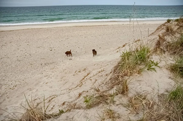 Dva Psi Běží Pláži Marshfieldu Massachusetts — Stock fotografie
