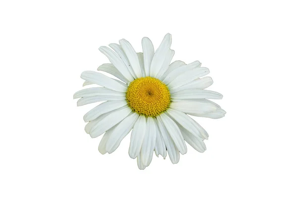 Close Daisy Flower Green Background — Stock Photo, Image