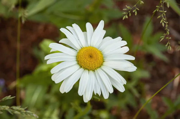 Yeşil Arkaplanda Daisy Çiçeğini Kapat — Stok fotoğraf