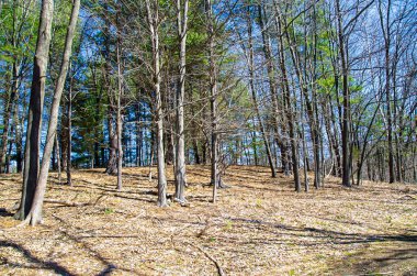 Ağaçları olmayan tepeler ve çam ağaçları