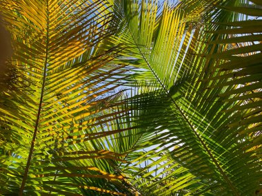 Palmiye ağacını kapat.