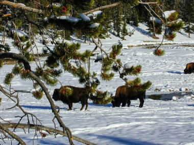 Çam ağaçlarının arkasında bufalo otluyor.