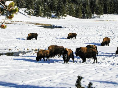 Yellowstone Parkı 'nda bufalo otluyor. Karla kaplı çayırlarda.