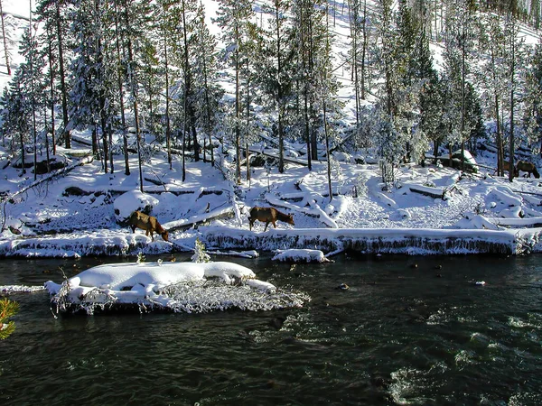 川の反対側の雪の中でエルク放牧 — ストック写真