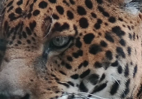 Leopards Öga Nära Håll — Stockfoto