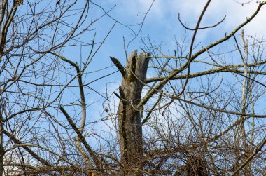 Çıplak dalları olan ve yaprakları olmayan ölü bir ağaç.