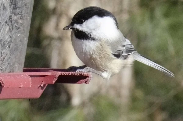 Gray bird sitting on bird feeder in woods