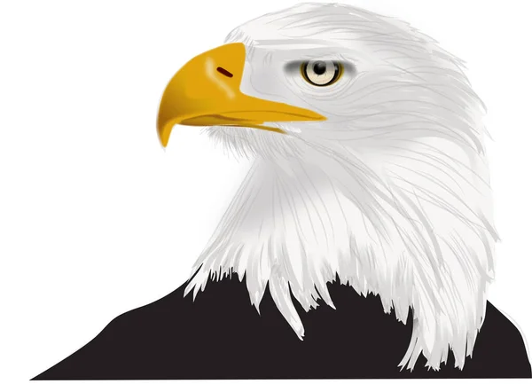 Dibujo Águila Calva Americana Con Pico Amarillo Sin Fondo Como —  Fotos de Stock