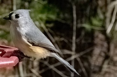 Meme faresi kuş yemliğinin üzerinde oturuyor