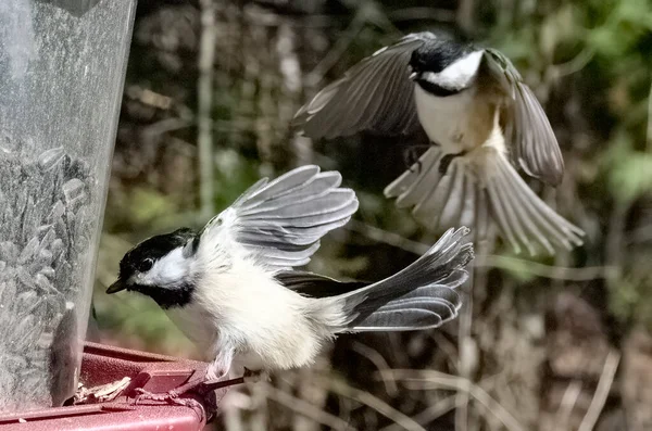 birds flying around bird feeder