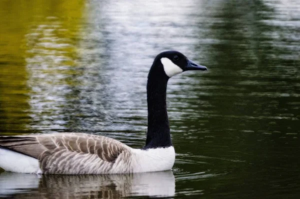 Bunte Kanadische Gans Schwimmt Teich Wassertropfen Blicken Kamera — Stockfoto