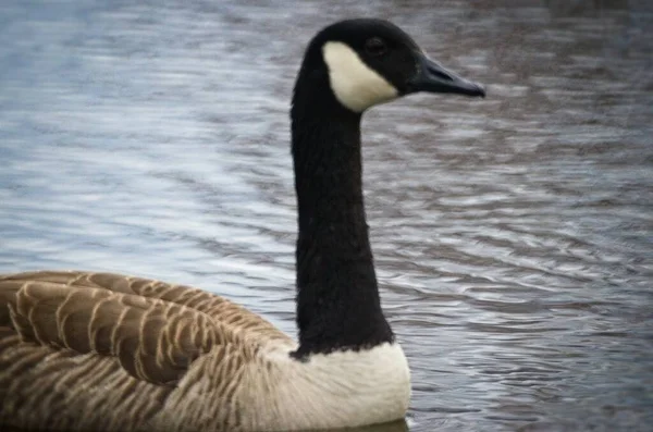 Kanadische Gans Schwimmt Teich — Stockfoto