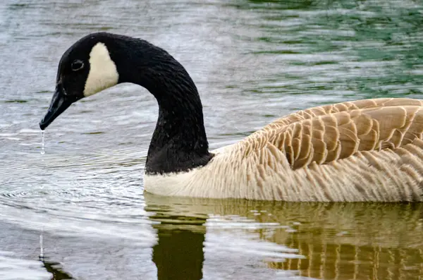 Kanadische Gans Schwimmt Teich — Stockfoto