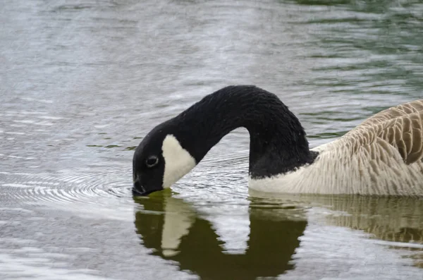 Kanadalı Kaz Başını Göle Daldırıyor — Stok fotoğraf