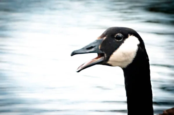 Kanadische Gans Mit Offenem Maul Teich — Stockfoto