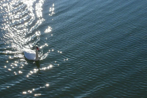 Gentil Cisne Superficie Lago Ondas Agua Superficie Con Reflejo Solar — Foto de Stock