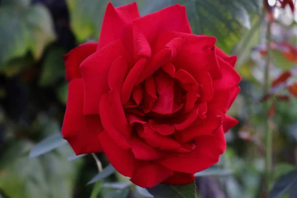 Romantik Kırmızı Gül. Güzel yumuşak taç yaprakları görüntüsü. Deneğin izole edilmiş soğukluğu. Yaratıcı doğal bakış açısı. Güzel ve güzel bir görüntü. Tutkulu duygu ve duygusal sıcaklık.