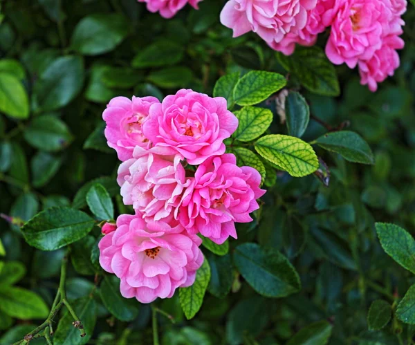 Bahçeden canlı çoklu pembe gül çalısı. Detaylı renkli taç yaprakları yakın plan. Şaşırtıcı doğa görüntüleri. Bahçe saadeti fotoğrafı. Yumuşak yapraklar ve yeşil yapraklar. Bahçede taze çiçekler. Yüksek dinamik aralık fotoğrafı.