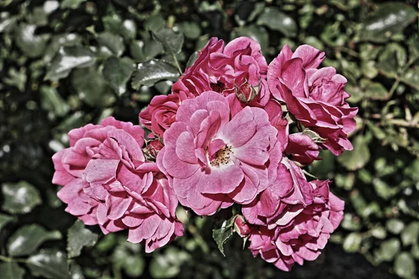 Soyut HDR Pembe güller yakın plan. Kabartmalı yüksek dinamik aralık fotoğrafçılığı. Düşük renk doygunluk görüntüsünde güzel taç yaprakları. Ayrıntılı gül çalı çiçek grubu. Deneklerin soğukkanlılığı. Çiçeklerin yaratıcı doğal görüntüsü. Hoş ve romantik bir görüntü..