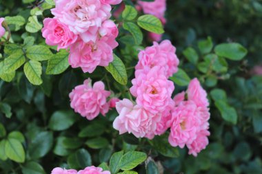 Güzel pembe güller. Bahçeden canlı çoklu pembe gül çalısı. Detaylı renkli taç yaprakları yakın plan. Şaşırtıcı doğa görüntüleri. Bahçe saadeti fotoğrafı. Yumuşak yapraklar ve yeşil yapraklar arka plan.