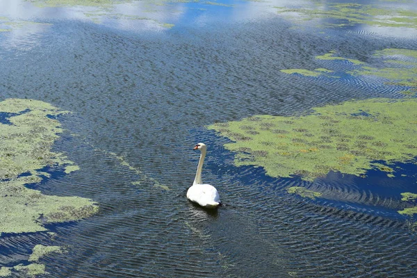 Majestic Swan Lake Surface Water Ripples Stock Photo Beautiful Wildlife — Stock Photo, Image