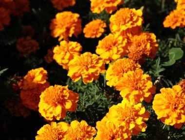 Sabah güneşinde Marigold Tagetes 'e çok yakın. Yakından çekilmiş parlak turuncu çiçekler. Evde bahçıvanlık. Botanik görüntüyü ısıt. Yaprak ve yaprakların doğal basitliği. Yaz altın çiçekleri.