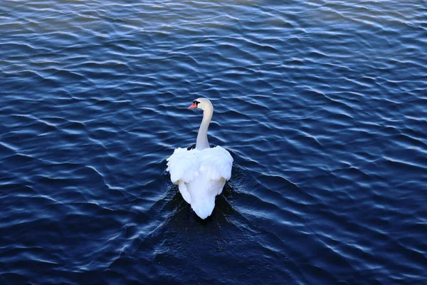 Incredibile Bianco Piumato Cigno Nuotare Sulle Onde Acqua Del Lago — Foto Stock