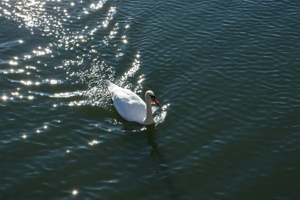 Magestic Swan Female Lake Surface Water Ripples Величественный Лебедь Голубом — стоковое фото