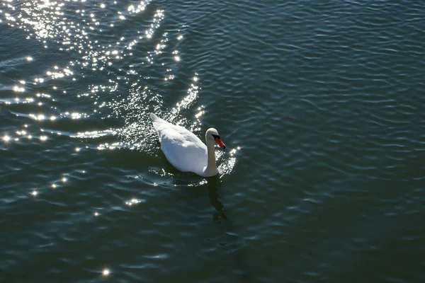 Majestuosa Hembra Cisne Lago Con Ondas Agua Superficial Majestuoso Cisne — Foto de Stock